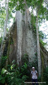 01-Amazon Big Tree