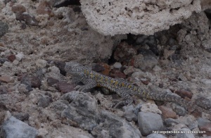 38-Lizard on Salar de Atacama