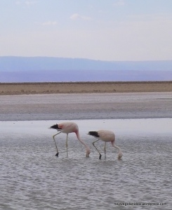 46-Flamingos on Salar de Atacama